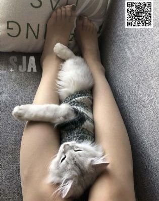 熊出没之过年_剧情片HD高清在线观看